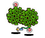 Piranha Planet - Mario & Luigi: Partners in Time