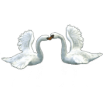 Swan - Fidelity (Верность)