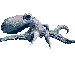 Giant Octopus - Timecop