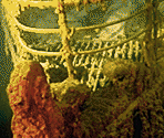 Rusticles - James Cameron's Titanic Explorer