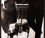 Dogs on Titanic - James Cameron's Titanic Explorer