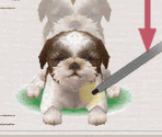 Tricks - Nintendogs