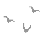 Birds (Far) - FEZ