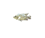 Cichlid - River King 5 / Kawa No Nushi Tsuri 5
