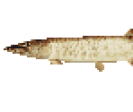 Muskellunge - River King 5 / Kawa No Nushi Tsuri 5