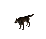 Wolf - The Elder Scrolls Customs