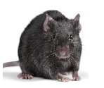 Rat - The Middle Brother's Quest for the TV Remote