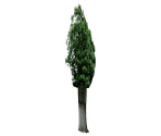 Trees - Baldi's Basics Field Trip (Demo)