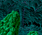 Zone A - Darius