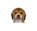 Beagles - Nintendogs + Cats