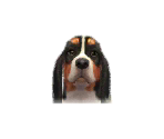 Basset Hounds - Nintendogs + Cats