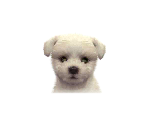 Malteses - Nintendogs + Cats
