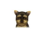 Yorkshire Terriers - Nintendogs + Cats