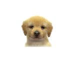Golden Retrievers - Nintendogs + Cats