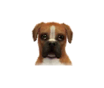 Boxers - Nintendogs + Cats