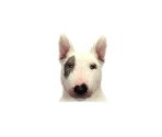 Bull Terriers - Nintendogs + Cats
