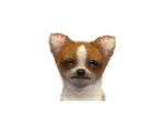Chihuahuas - Nintendogs + Cats