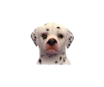 Dalmatians - Nintendogs + Cats