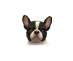 French Bulldogs - Nintendogs + Cats