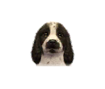 Cocker Spaniels - Nintendogs + Cats