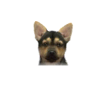 German Shepherds - Nintendogs + Cats