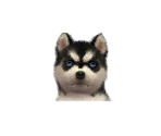 Huskies - Nintendogs + Cats