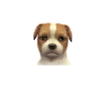 Jack Russell Terriers - Nintendogs + Cats