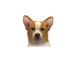 Corgies - Nintendogs + Cats