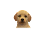 Labradors - Nintendogs + Cats