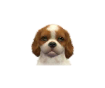 Cavalier Spaniels - Nintendogs + Cats