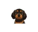 Dachshunds - Nintendogs + Cats