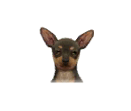 Miniature Pinschers - Nintendogs + Cats