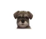 Schnauzers - Nintendogs + Cats