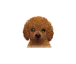 Toy Poodles - Nintendogs + Cats