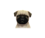 Pugs - Nintendogs + Cats