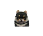 Pomeranians - Nintendogs + Cats