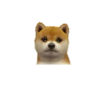 Shiba Inus - Nintendogs + Cats