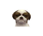 Shih Tzus - Nintendogs + Cats