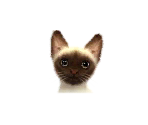 Oriental Shorthair Cats - Nintendogs + Cats