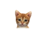 Standard Cats - Nintendogs + Cats