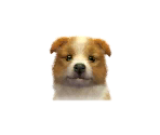Shelties - Nintendogs + Cats