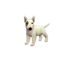 Dogs and Cats - Nintendogs + Cats