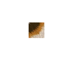 Fur Colors - Nintendogs + Cats