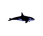 Orca - Ecco the Dolphin