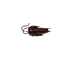 Trilobite - Ecco the Dolphin