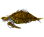 Strong Shell - Darius II