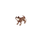 Desert Wolf (Baby) - Ragnarok Online