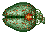 Choking Weed - Gradius III