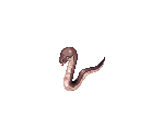 Side Winder - Ragnarok Online