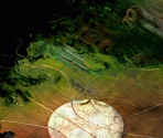 Nordom's Room - Planescape: Torment